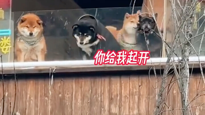 Kalau ketemu kedai yang punya anjing sekeren ini, aku rela makan tiga kali sehari di sini!