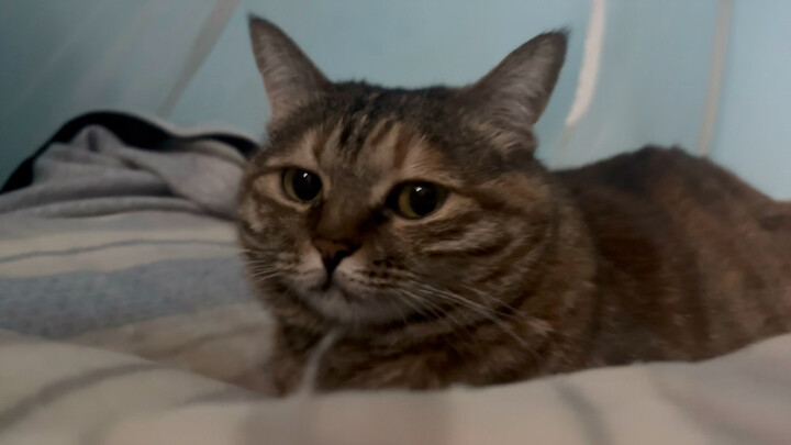 My boyfriend’s cat is often gloomy, until the moment he knocks on the door. Then the kitty dashes ov