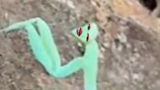 أنا صائد حشرات السيكادا، لكنني لست جشعًا جدًا