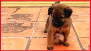 Puppy Takes Care Of The Little Monkey.