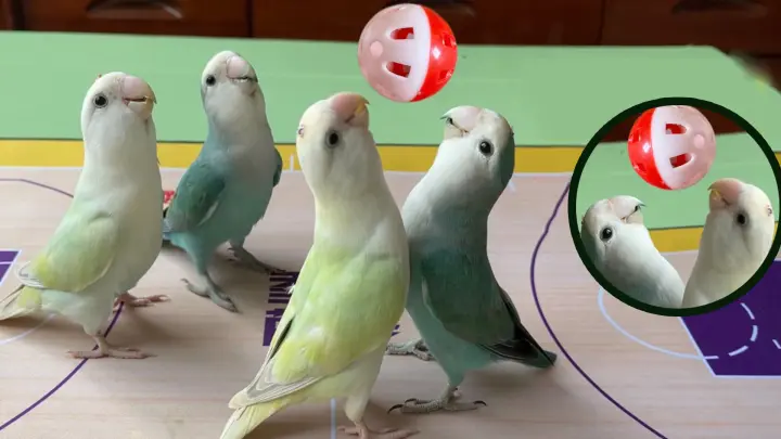 The little parrot's fourth basketball match.