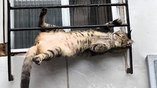 When your cat is a master of relaxation 😲Funny Cat Video 2024