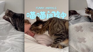 每个人都想拥有一款「喵喵」闹钟