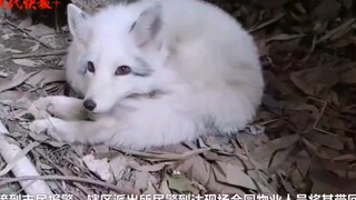 绝美白狐下凡……哎，不准拽我尾巴!