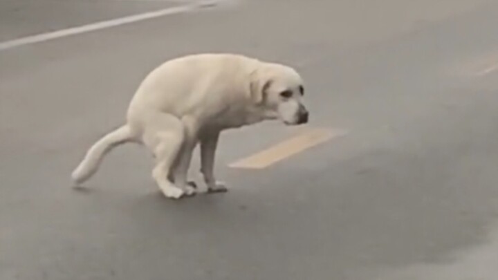 Animals constipation compilation