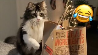 Funny Animal Videos 2022 - Best Dogs And Cats Videos #67