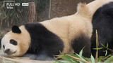 Cute Moments Of Baby Panda Fubao And Its Mommy