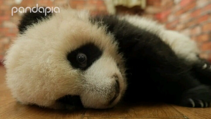 Panda Waking up What Are You Looking At?