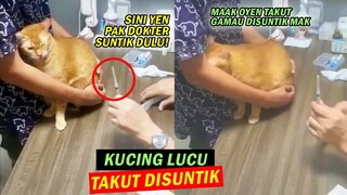 Sampai Sembunyi di Ketiak Majikannya, Momen Lucu Kucing Oren Takut Disuntik - Video Kucing Lucu