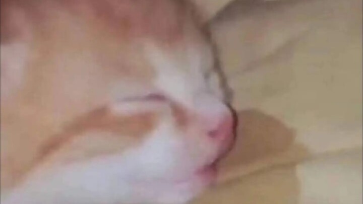 🐱！！！
