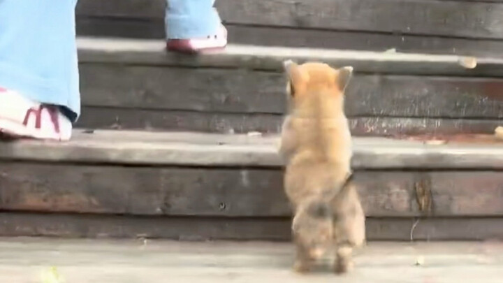 At that moment, the puppy was utterly awestruck.