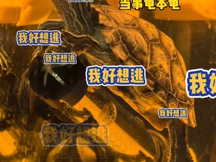 Rùa Rùa: Em muốn trốn lắm mà lại không thể thoát được～