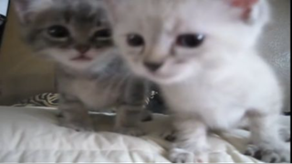 Cute Kittens Crying