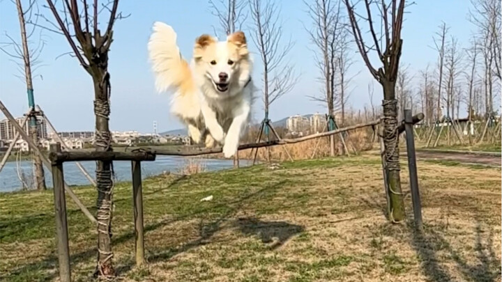 Seberapa bahagia si kecil setelah dipuji? #Border Collie Chen Bella