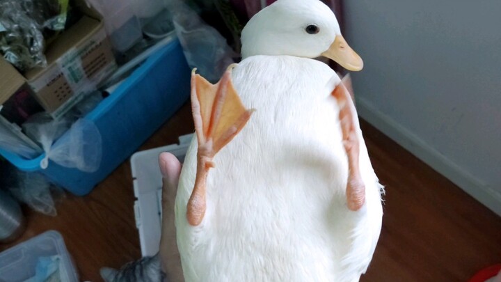 【เป็ดคอลลี่】ไอ้เจ้าตัวนี้มันคอยปลุกฉันทุกเช้า! ต้องจัดการมันให้เข็ดสักที!