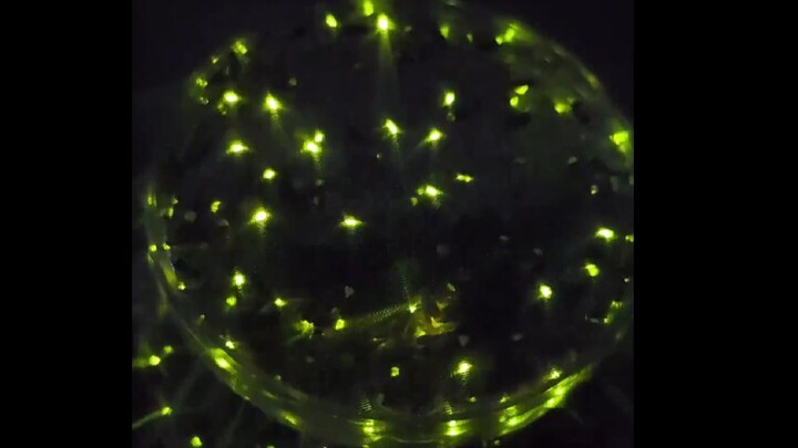 Các bạn nuôi mèo, nuôi chó, còn tôi nuôi đom đóm!