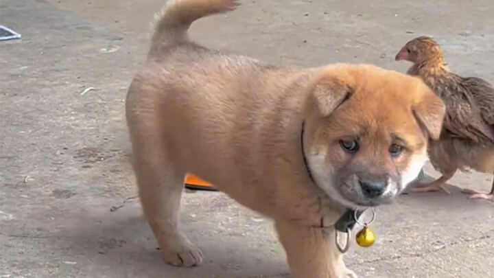 “Anjing kampung itu memang diciptakan untuk menyembuhkanmu!”