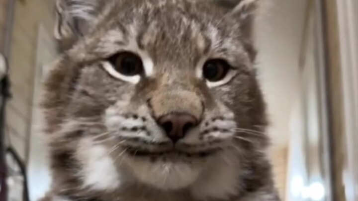 Lynx: It’s snowing outside—I wanna go play!