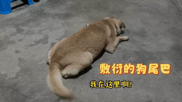 Khi chú chó không muốn để ý đến chủ nhân, nó sẽ cử chiếc đuôi ra để đối phó cho qua chuyện…