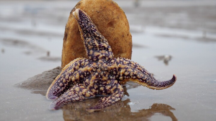 Patrick and SpongeBob were found while fishing! Chuanzi and the kids had a fight, and Damei was furi