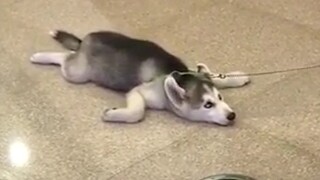没有生物能陪女人一逛到底！