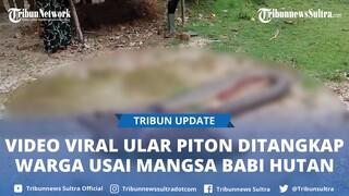 Viral Video Warga Desa Kolasa Muna Sulawesi Tenggara Tangkap Ular Piton Usai Mangsa Babi Hutan
