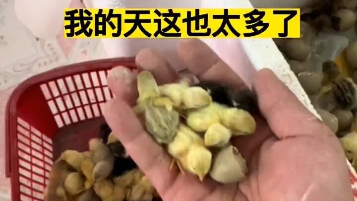 Woke up to find a basket full of baby chicks—my goodness, there are way too many!