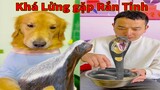 Thú Cưng TV | Tứ Mao Đại Náo #47 | Chó Golden Gâu Đần thông minh vui nhộn | Pets cute smart dog
