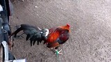 may brood cock