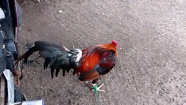 may brood cock
