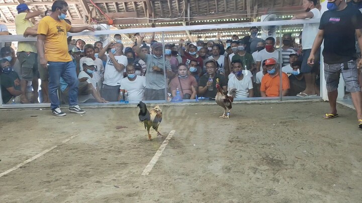 3 cock  @ Pantao Gladiators Cockpit #champion