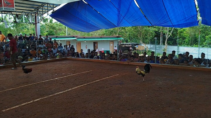 galing nang talisay KO 2x winner second fight winner super 3wins