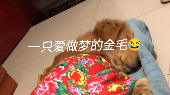 A Big Golden Retriever Who Loves to Dream