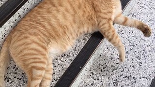 Sleepy Bobby