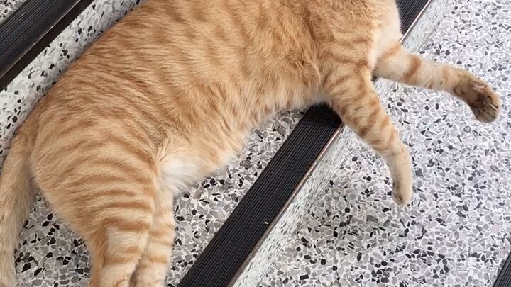Sleepy Bobby