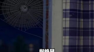 起猛了！蜘蛛“Peter”?