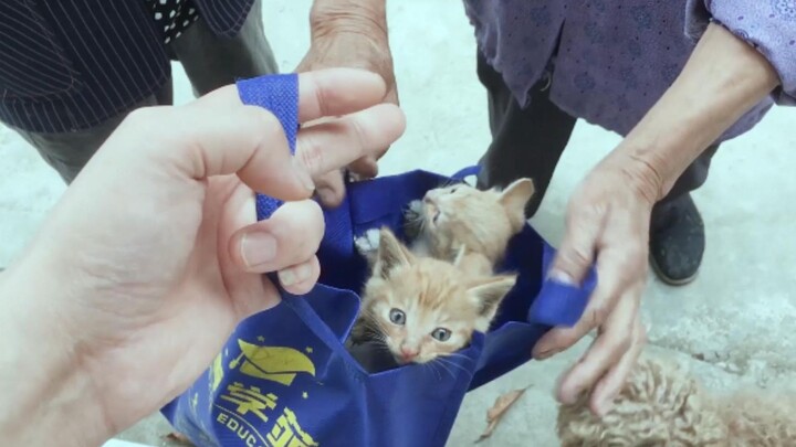 An old lady found a litter of kittens, put them in a bag and brought them to us—turns out they’re al