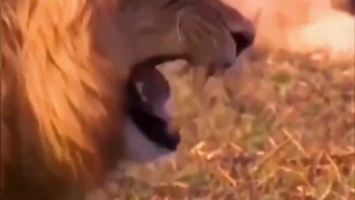 Hilarious Peppa Pig dubbing famous scenes. #春日暴击# Peppa Pig funny cartoon