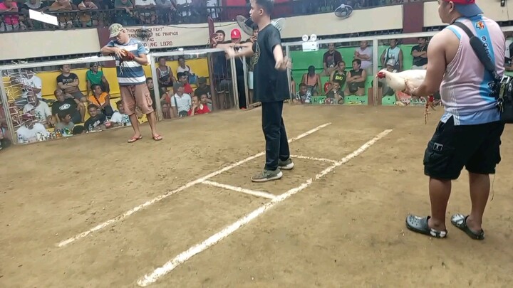 First fight in Santa queteria win,,, si puti