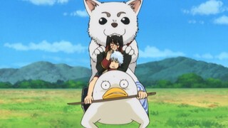 Sadharu: Hanya aku yang bisa menggigit Gintoki. Lihat betapa Sadaharu "menyukai" Gintoki