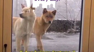 The couple of stray dogs come to Pizza shop to beg food in Korea every day.