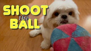 Teaching My Dog How To Shoot The Ball | Cute & Funny Shih Tzu Dog Video