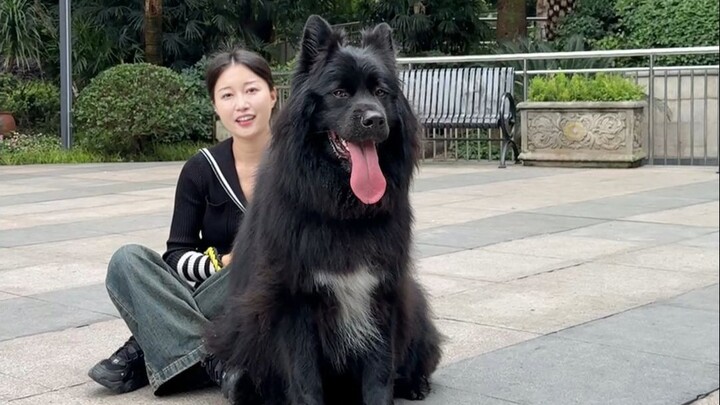 Hôm nay dạo chơi với chú chó Samoyed đen siêu lớn, xem có gì khác biệt nhé!