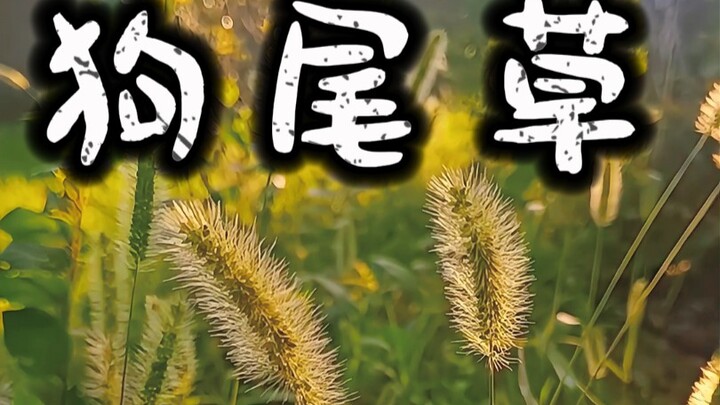 عشبة ذيل الكلب الشائعة على جانب الطريق نعمة حقيقية! ما الاسم الذي تُطلقه عليها في مسقط رأسك؟