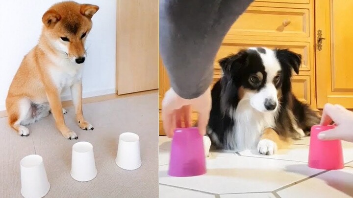 Funny Dogs 😀 Dog Reaction to Magic Trick - Cute VN