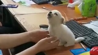 Giggle, giggle, woof~