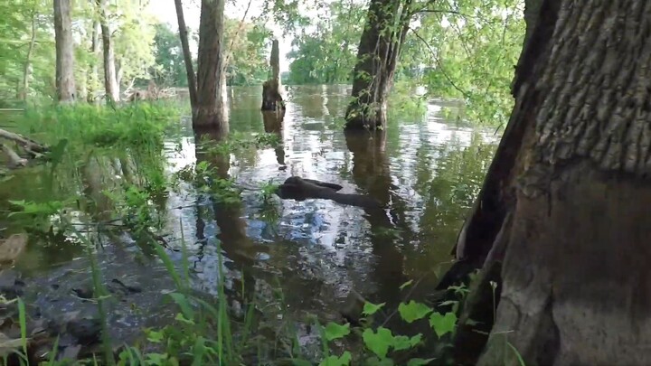 On the Trail of Champ (Lake Monster) - Episode 3: Primeval Champlain