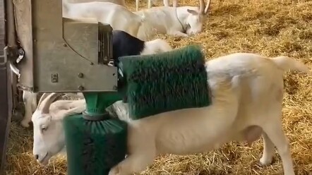 Self-service sheep-scratching machine—its ultra-sheep-friendly design perfectly meets the growing it