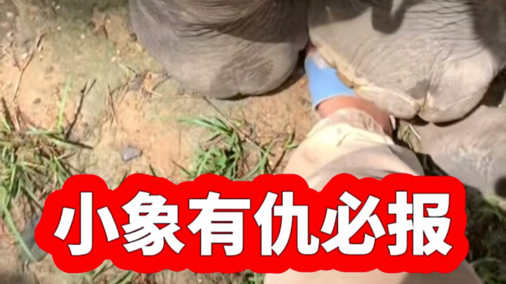 The little elephant is so angry that it’s both scolding and stomping its feet 🤣