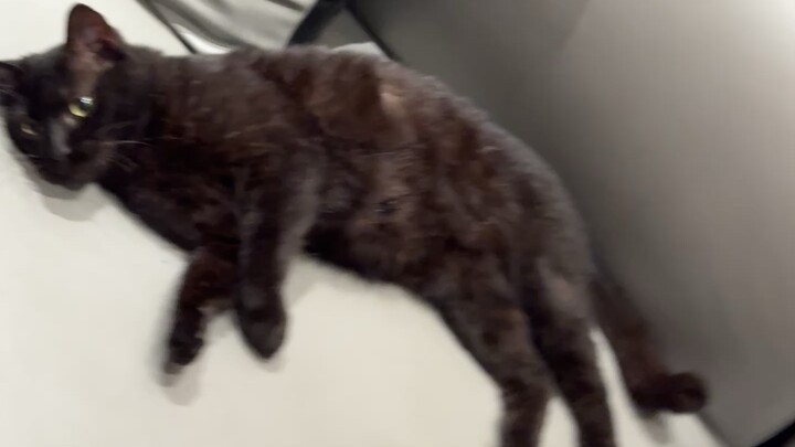 kitten